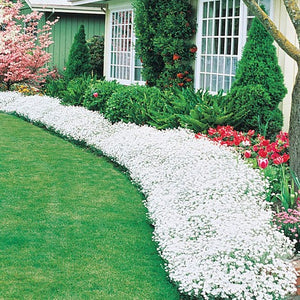 Snow in the summer ground cover plant