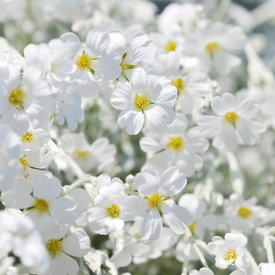 Snow in the summer trailing plant