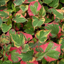 Load image into Gallery viewer, Houttuynia Cordata Chameleon - Pink sub shrub

