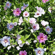 Load image into Gallery viewer, rose of sharon
