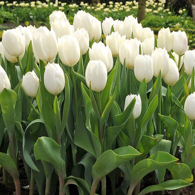 Tulip Calgary Spring Bulbs
