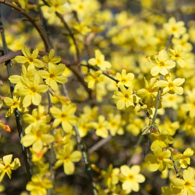 Jasminum Nudiflorum - Winter Jasmine