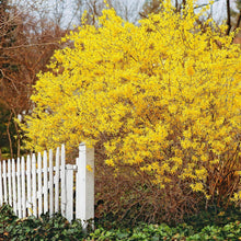 Load image into Gallery viewer, Forsythia tree
